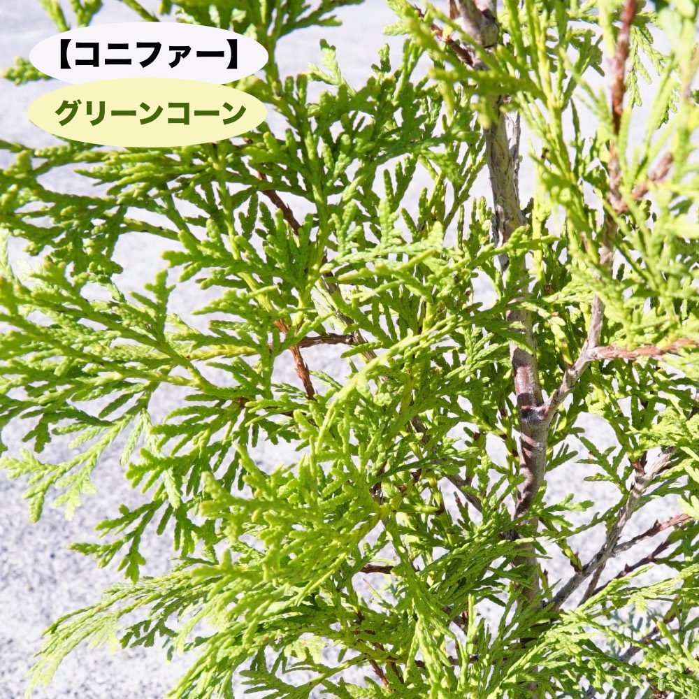 コニファー グリーンコーン 