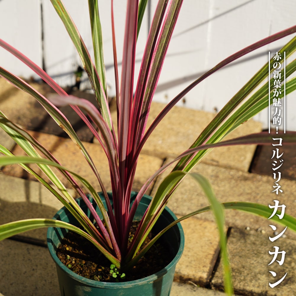 コルジリネ カンカン 