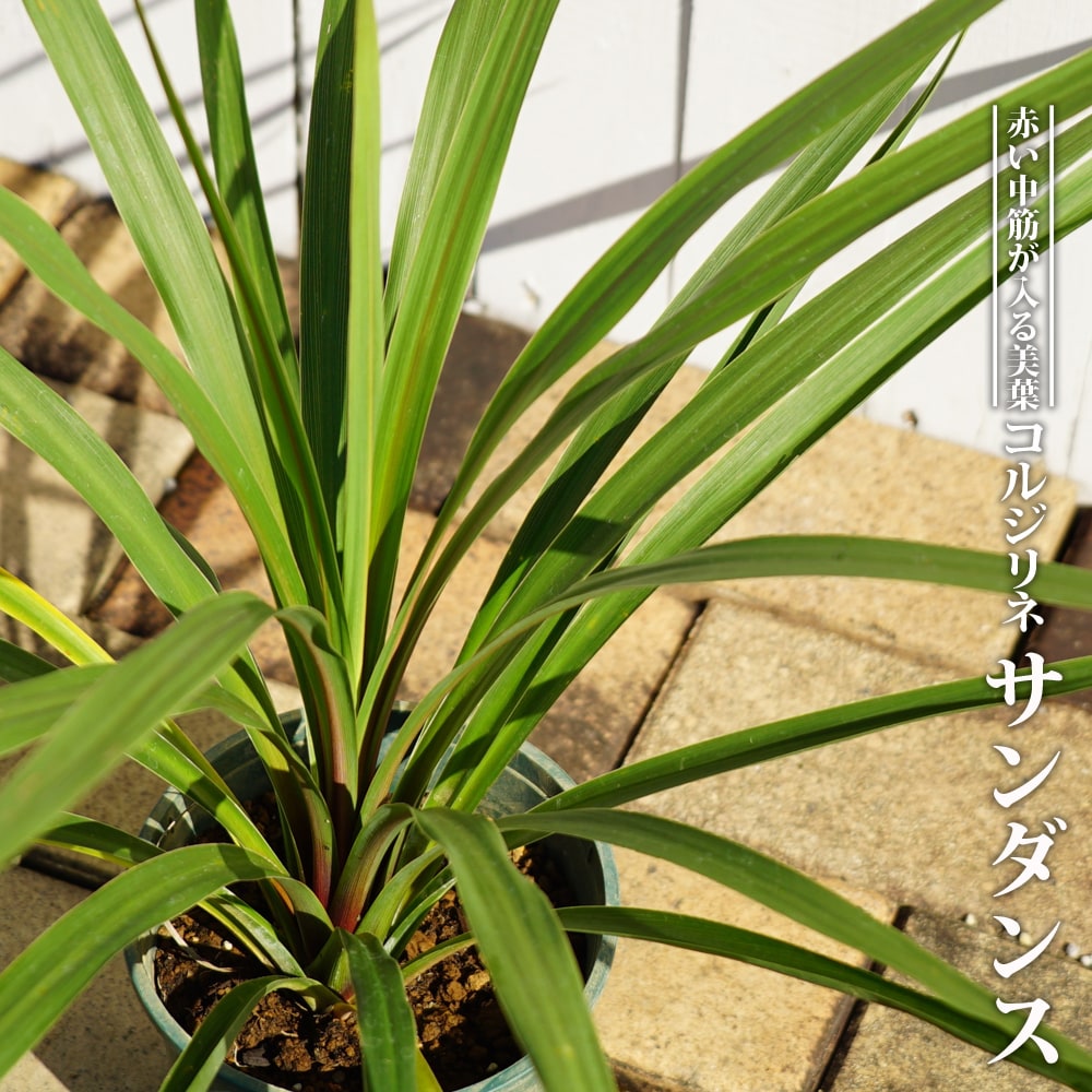 コルジリネ サンダンス 