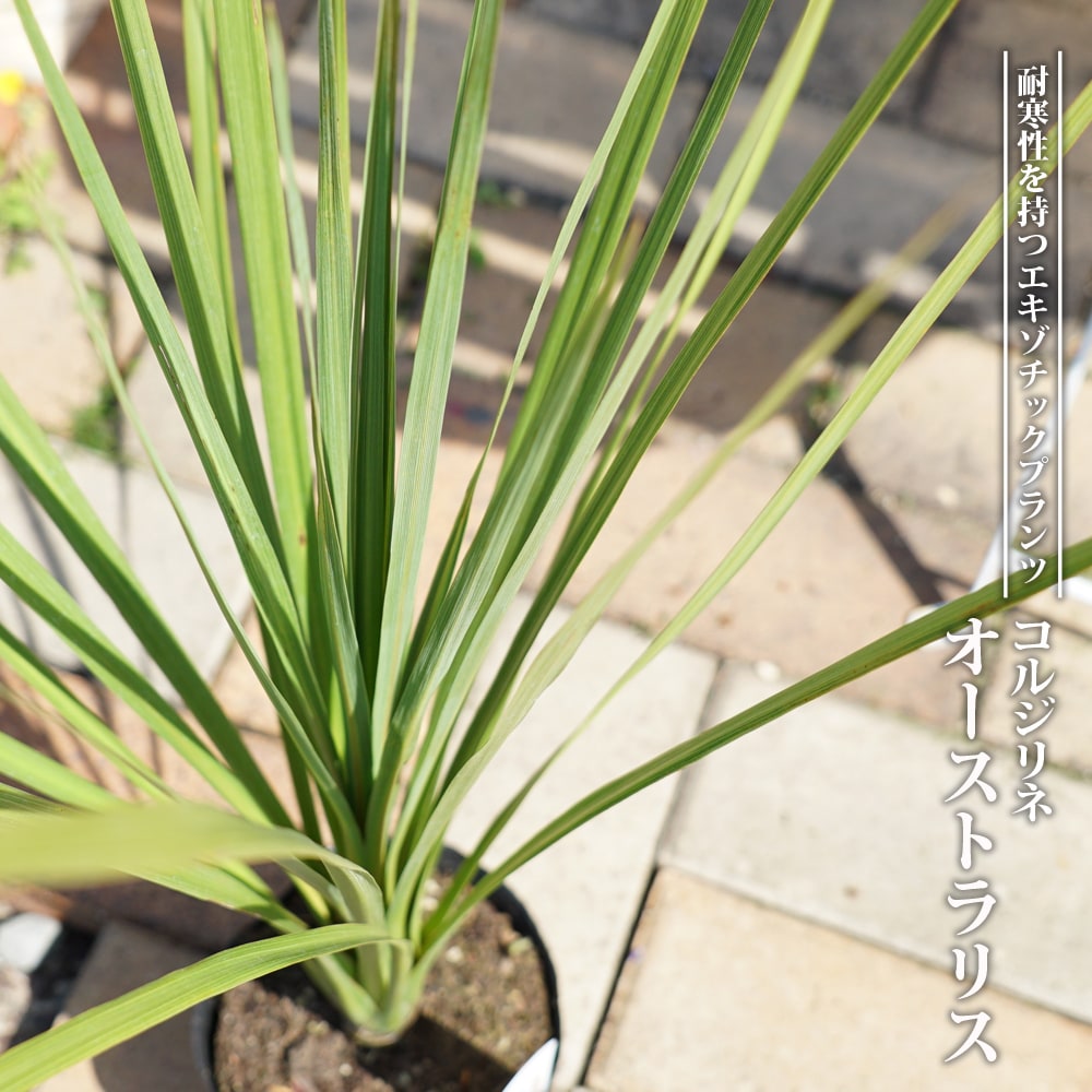 コルジリネ オーストラリス 