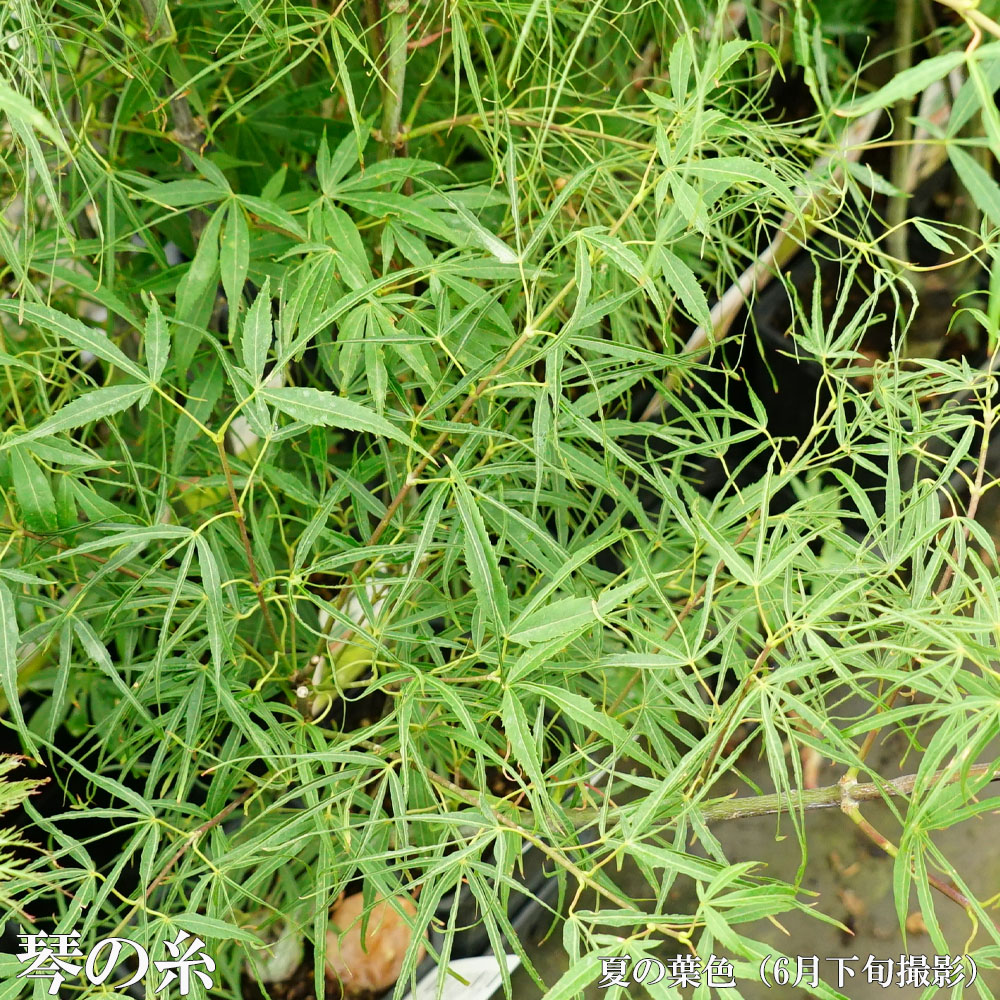 モミジ 琴の糸 3