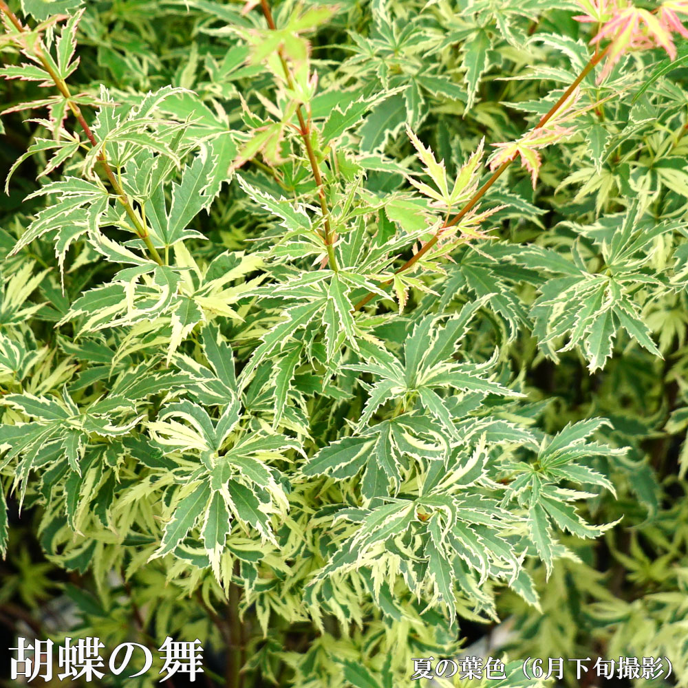 モミジ 胡蝶の舞 1