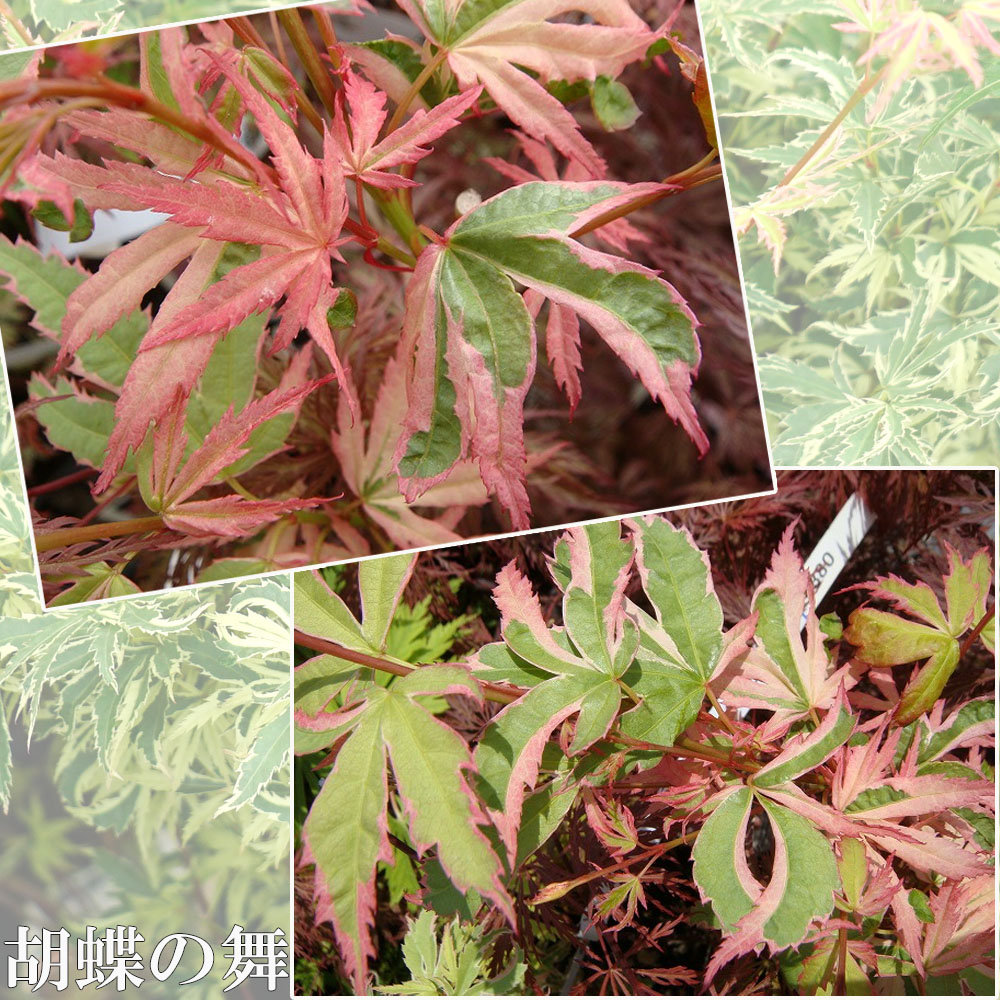 モミジ 胡蝶の舞 2