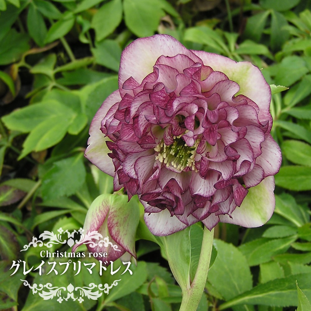 クリスマスローズ グレイスプリマドレス 苗 販売 苗木部 By 花ひろば