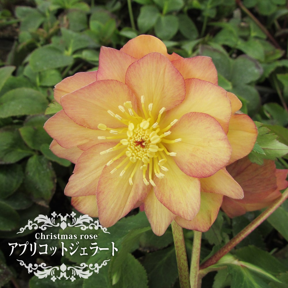 クリスマスローズ アプリコットジェラート 苗 販売 苗木部 By 花ひろば