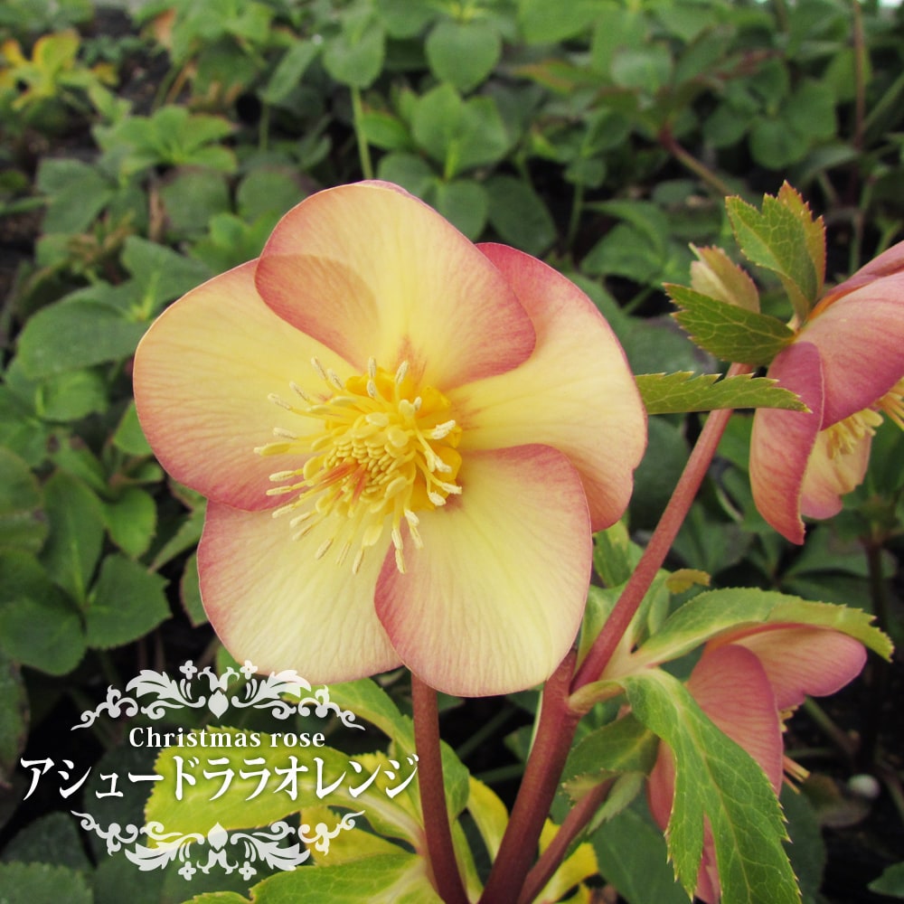 クリスマスローズ アシュードララオレンジ 