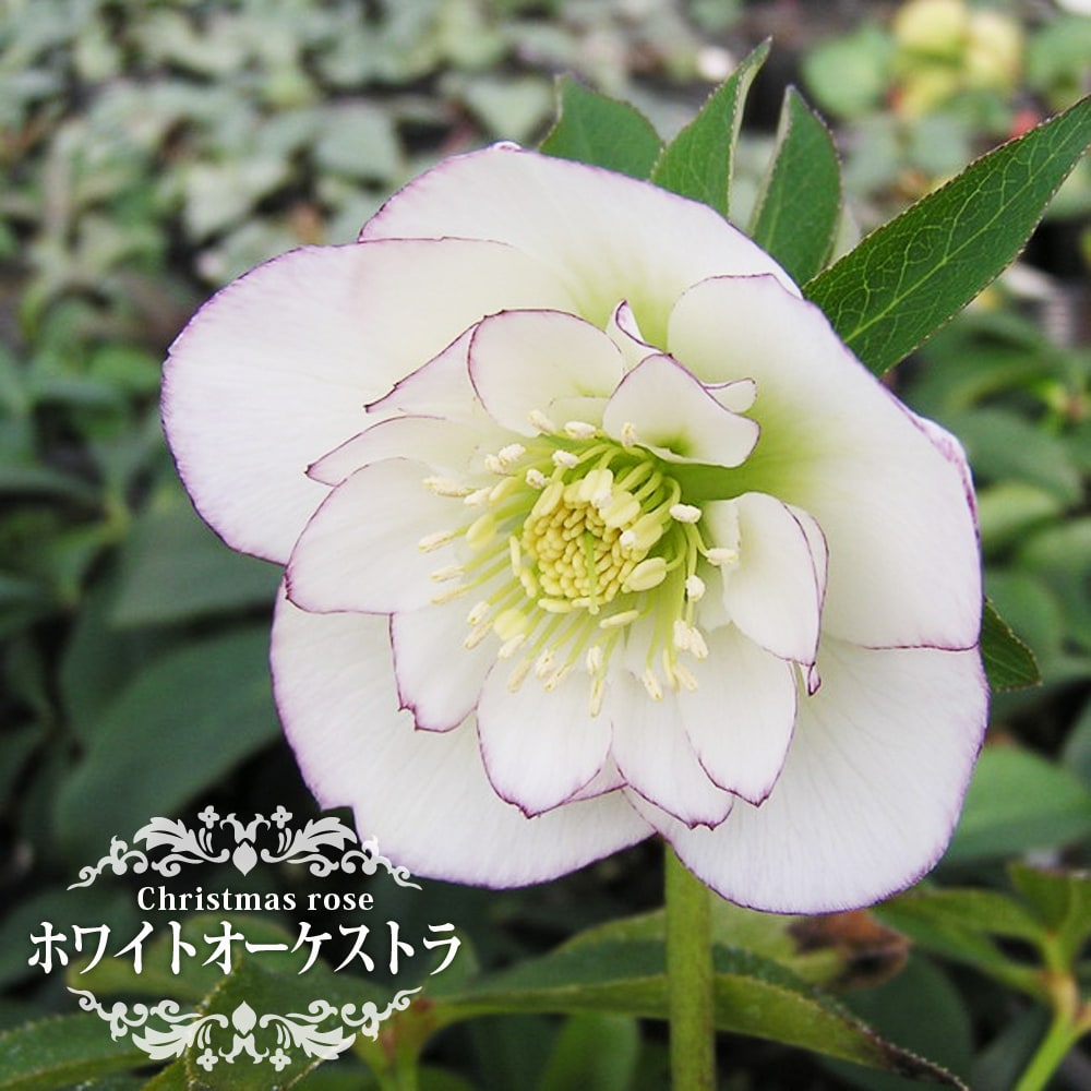 クリスマスローズ ホワイトオーケストラ 