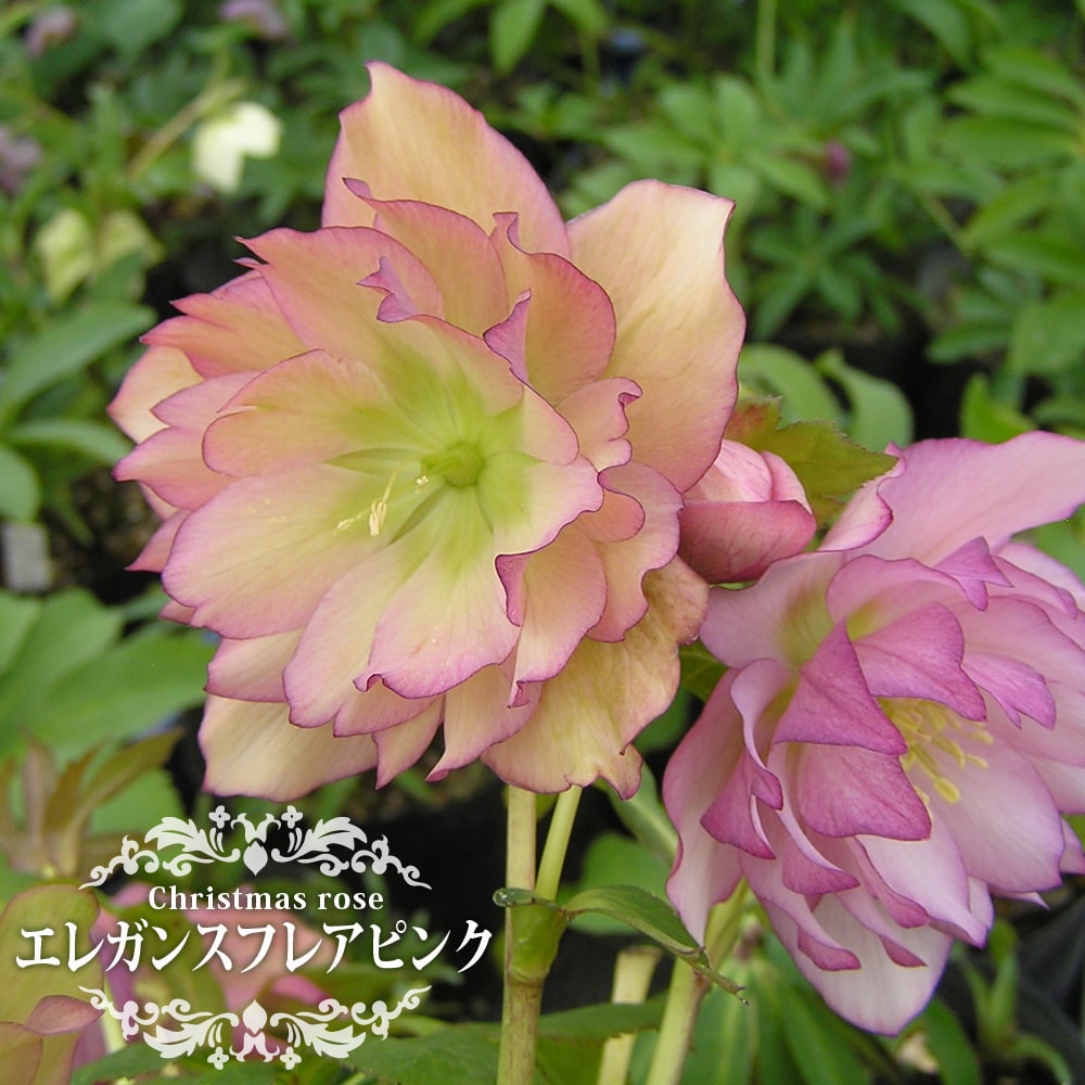 クリスマスローズ エレガンスフレアピンク 苗 販売 苗木部 By 花ひろば