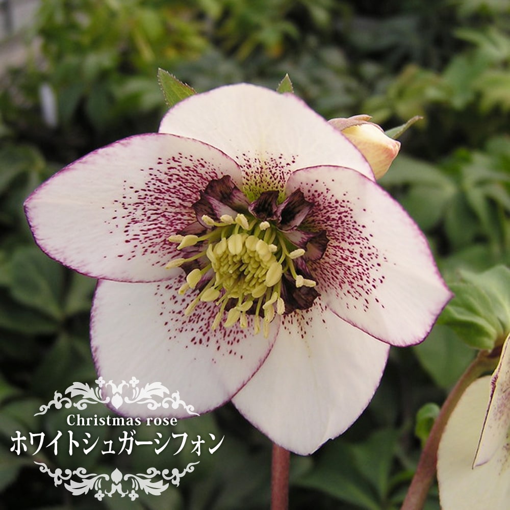 クリスマスローズ ホワイトシュガーシフォン 苗 販売 苗木部 By 花