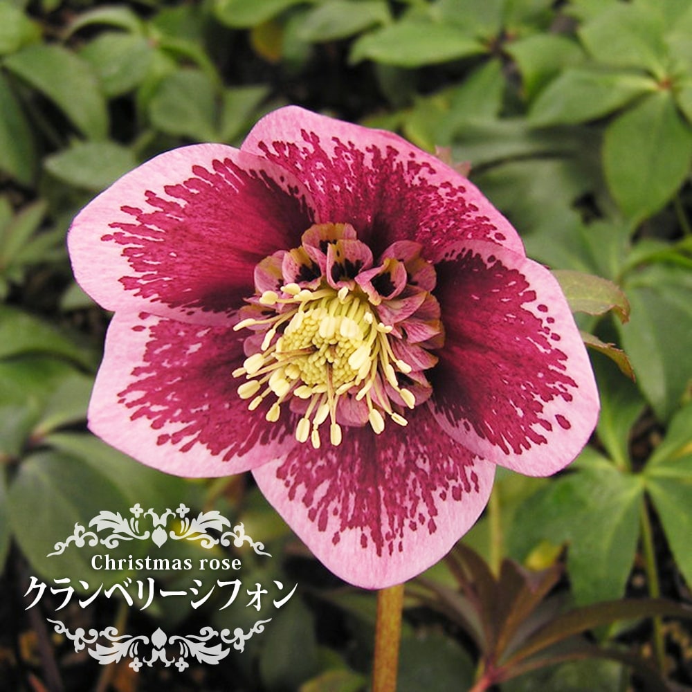 クリスマスローズ クランベリーシフォン 