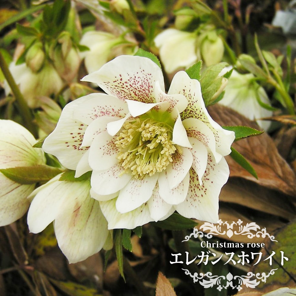 クリスマスローズ エレガンスホワイト 苗 販売 苗木部 By 花ひろば