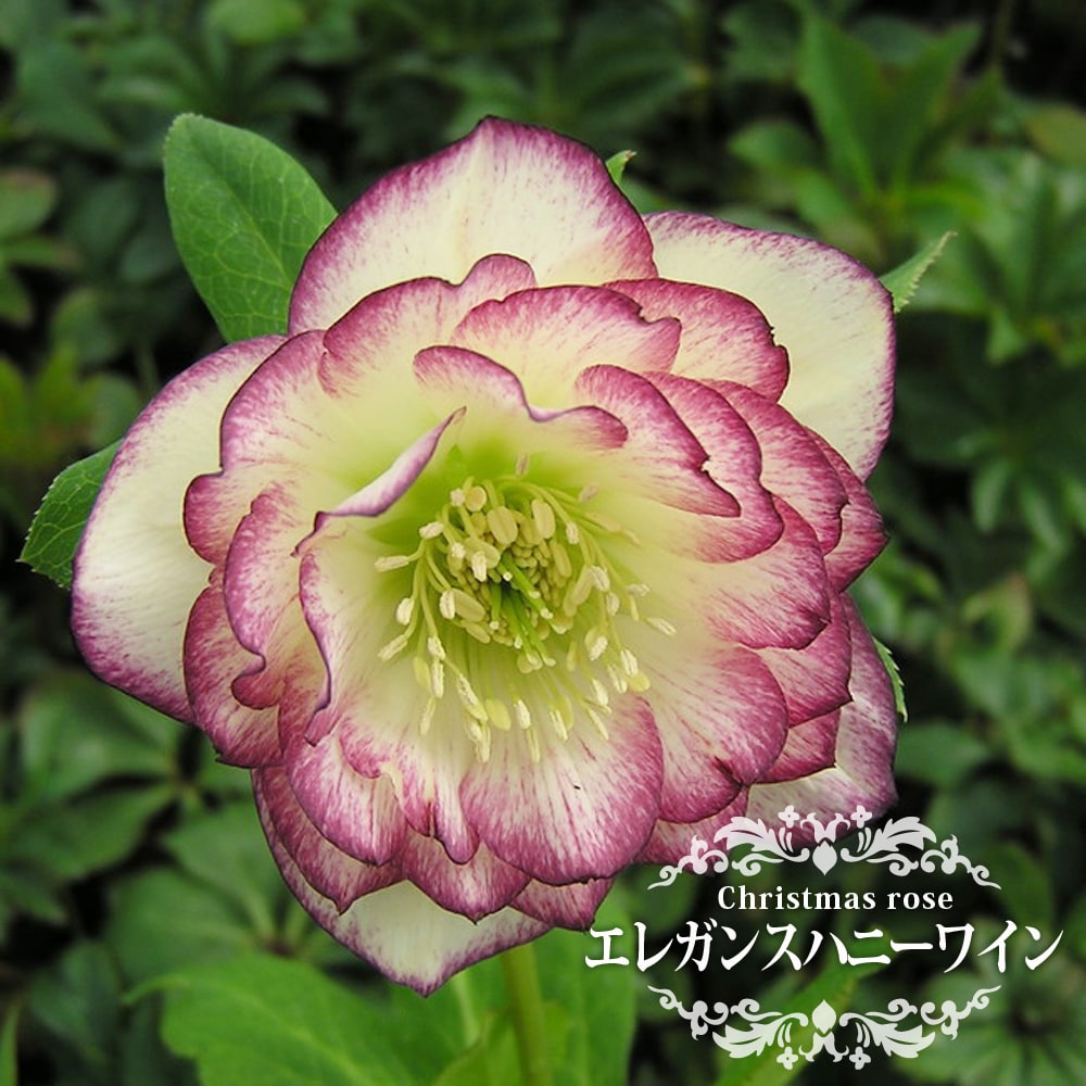 クリスマスローズ エレガンスハニーワイン 