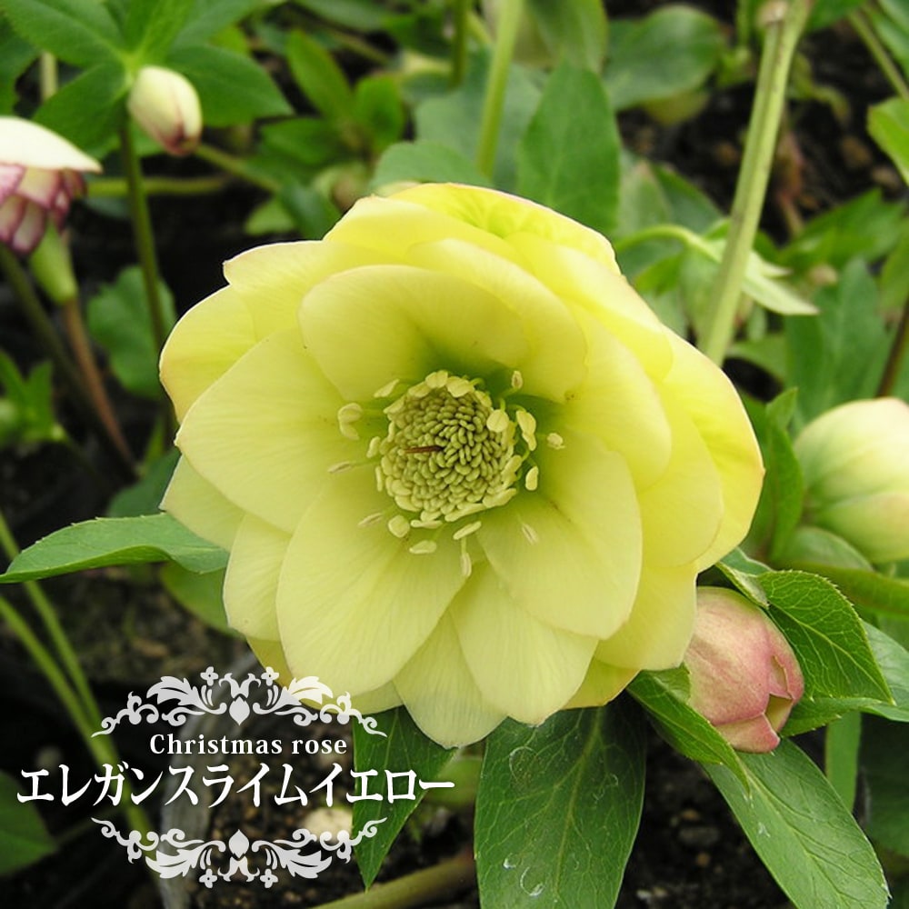 クリスマスローズ エレガンスライムイエロー 苗 販売 苗木部 By 花
