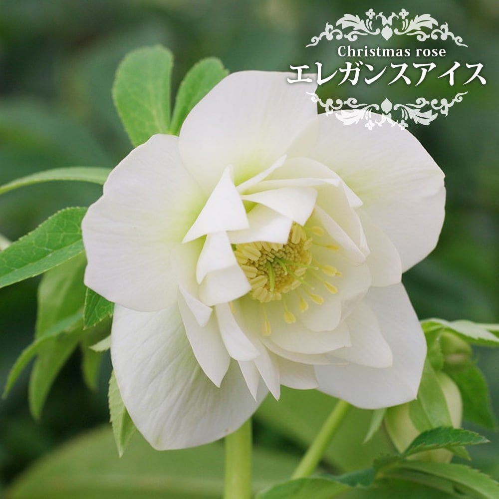 クリスマスローズ エレガンスアイス 苗 販売 苗木部 By 花ひろばオンライン