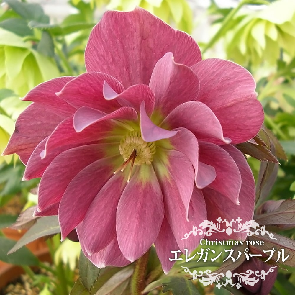 クリスマスローズ エレガンスパープル 苗 販売 苗木部 By 花ひろば