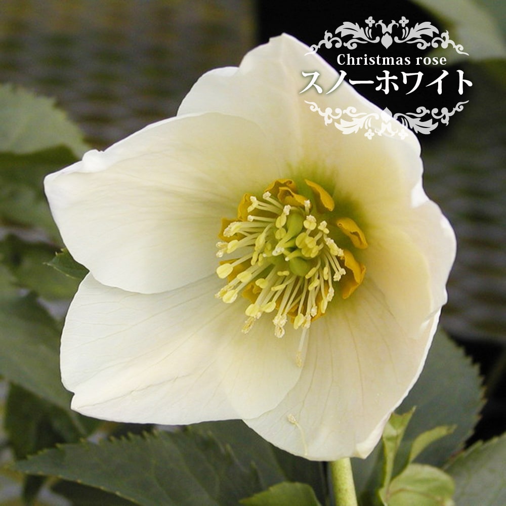 クリスマスローズ スノーホワイト 苗 販売 苗木部 By 花ひろばオンライン