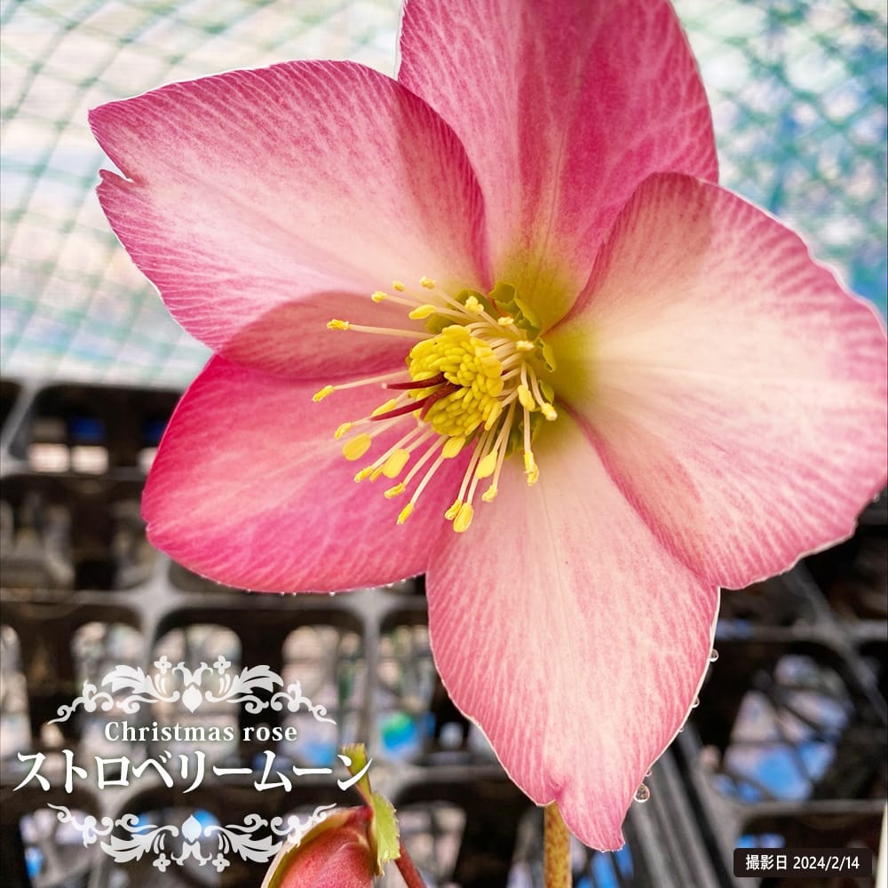 クリスマスローズ ストロベリームーン 苗 販売 苗木部 By 花ひろば