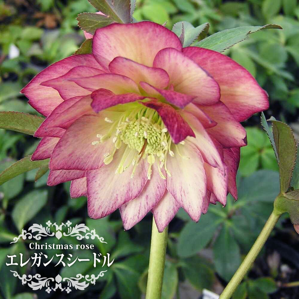 クリスマスローズ エレガンスシードル 