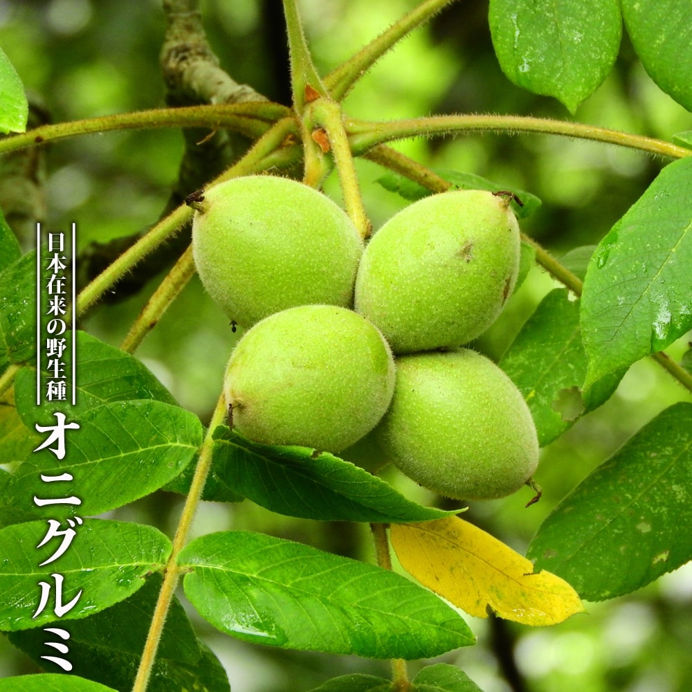 クルミ オニグルミ 