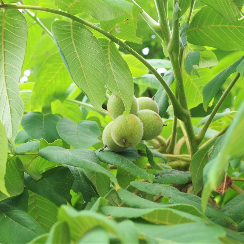 クルミ オニグルミ 苗 育て方 苗木部 By 花ひろばオンライン