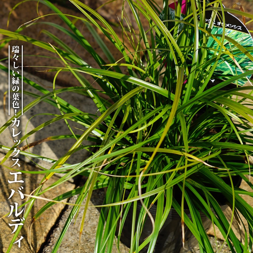 カレックス エバルディ  