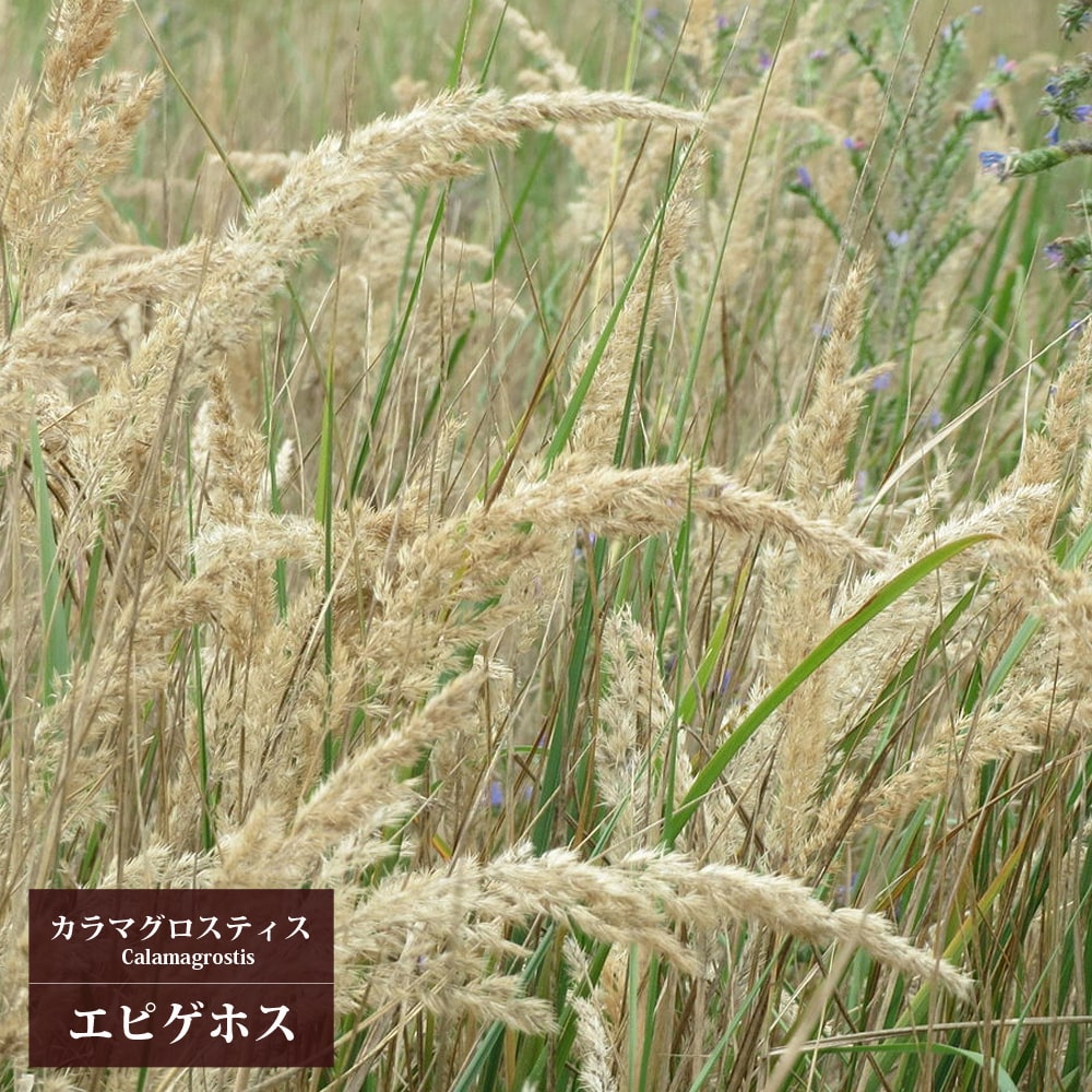 カラマグロスティス エピゲホス 