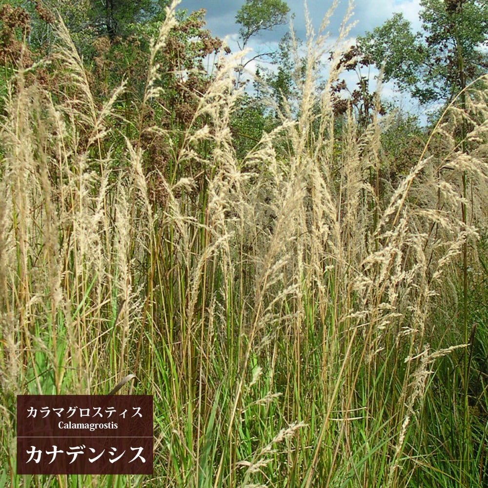 カラマグロスティス カナデンシス 