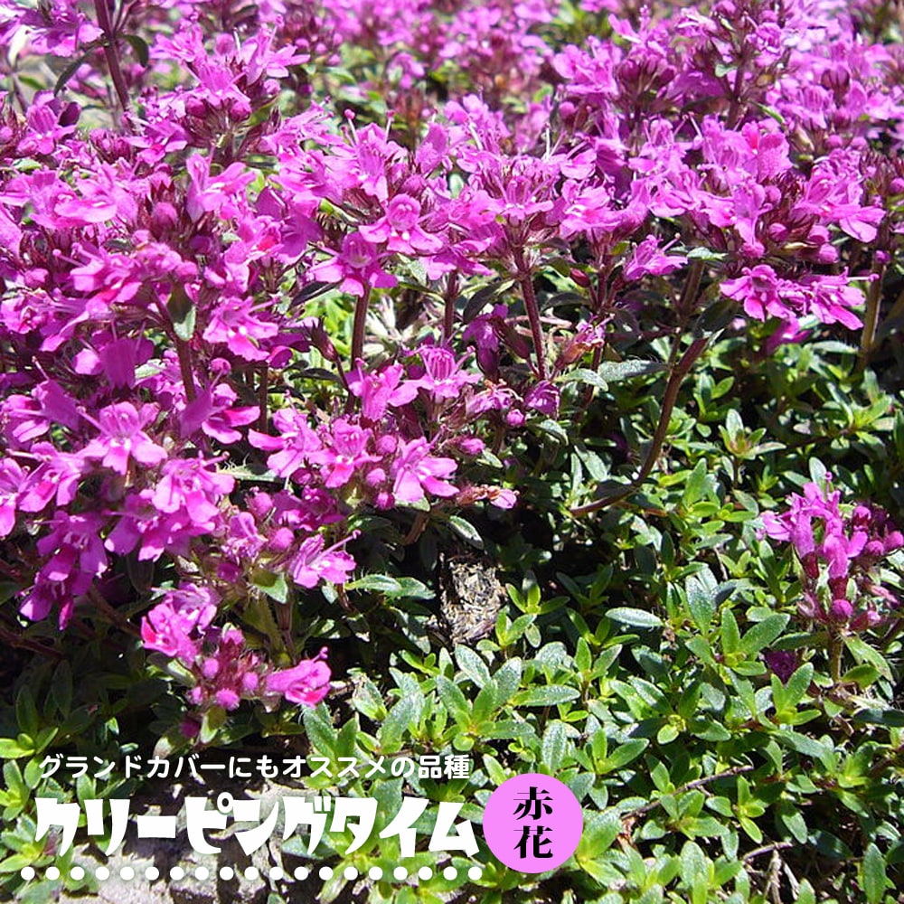 タイム 赤花クリーピングタイム レッド 