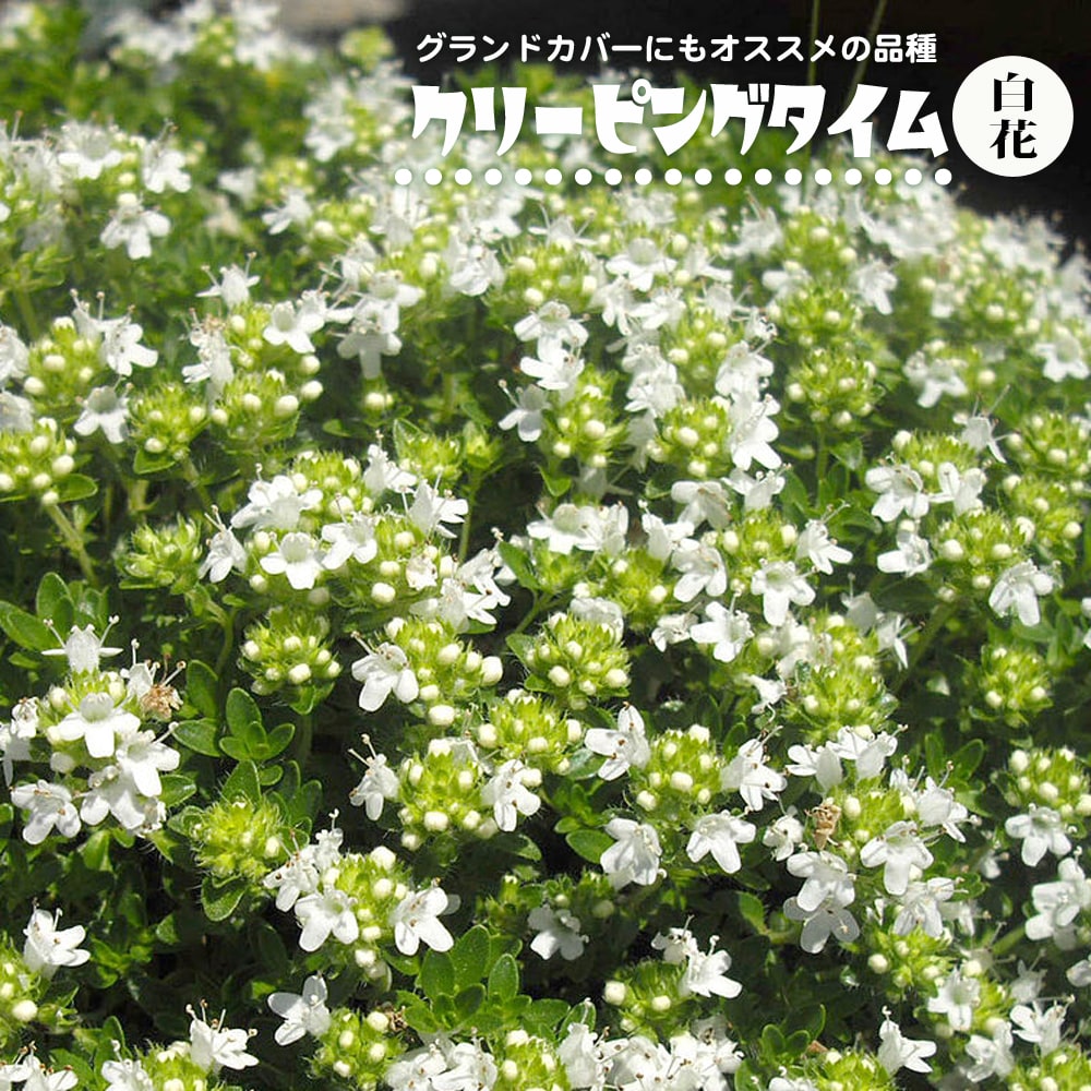 タイム 白花クリーピングタイム レッド 