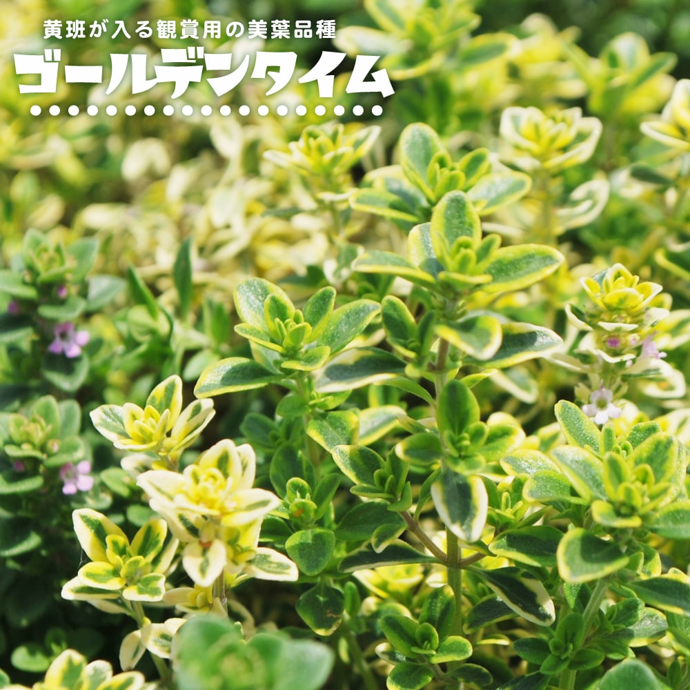 タイム ゴールデンタイム 