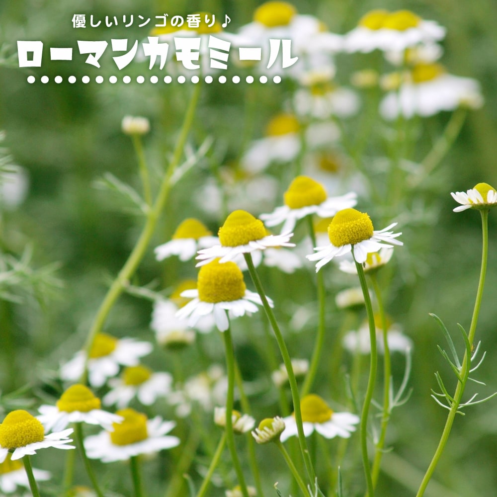 カモミール ローマンカモミール 