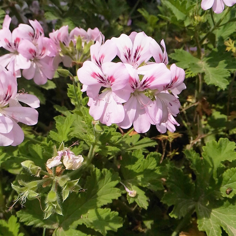 ゼラニウム レモンゼラニウム 2