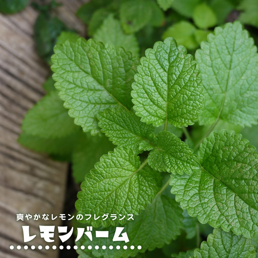 レモンバーム レモンバーム 