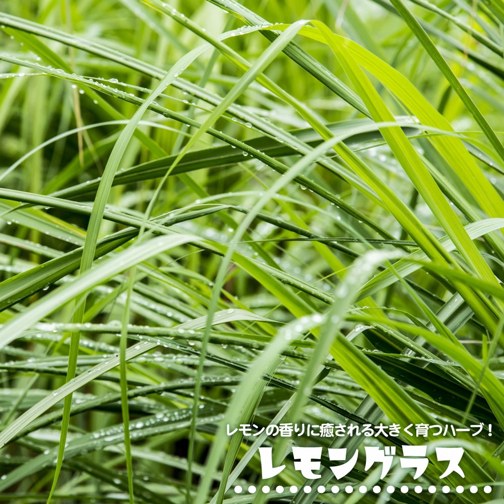 レモングラス レモングラス 