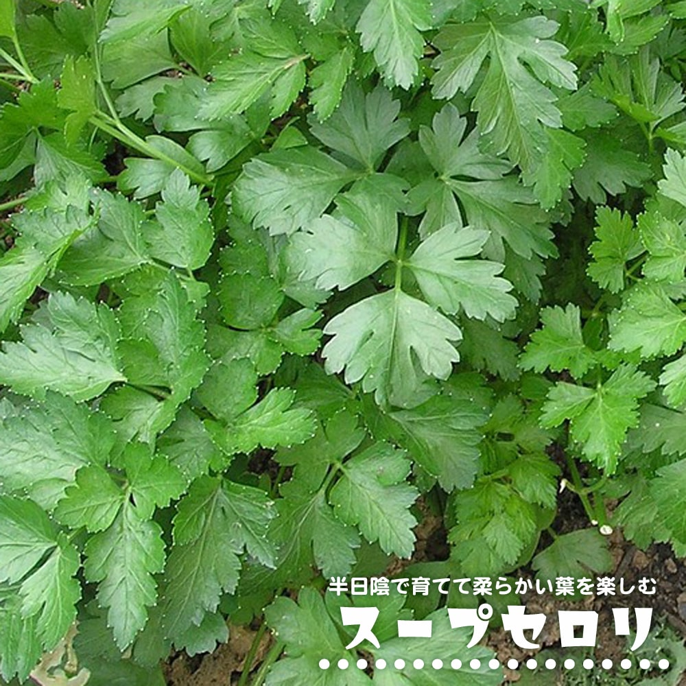 セロリ スープセロリ 