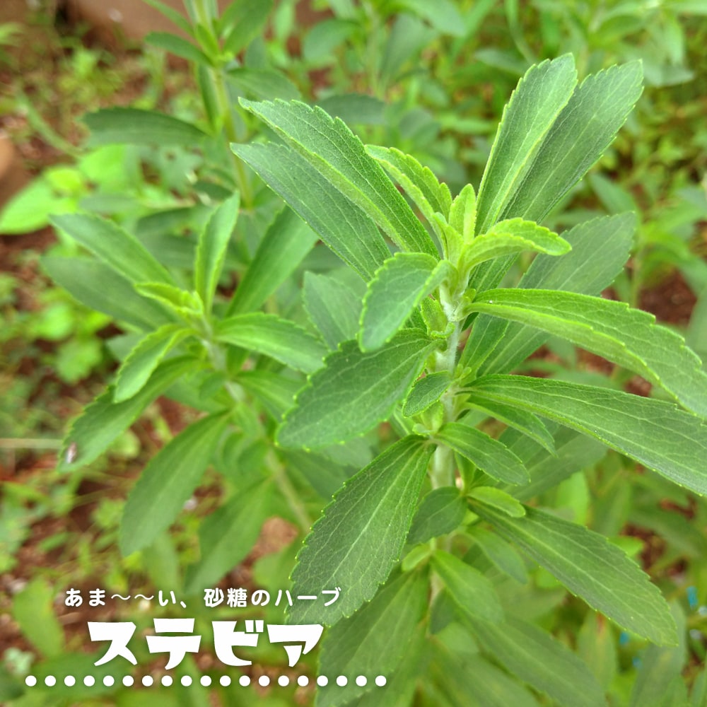 ステビア ステビア 