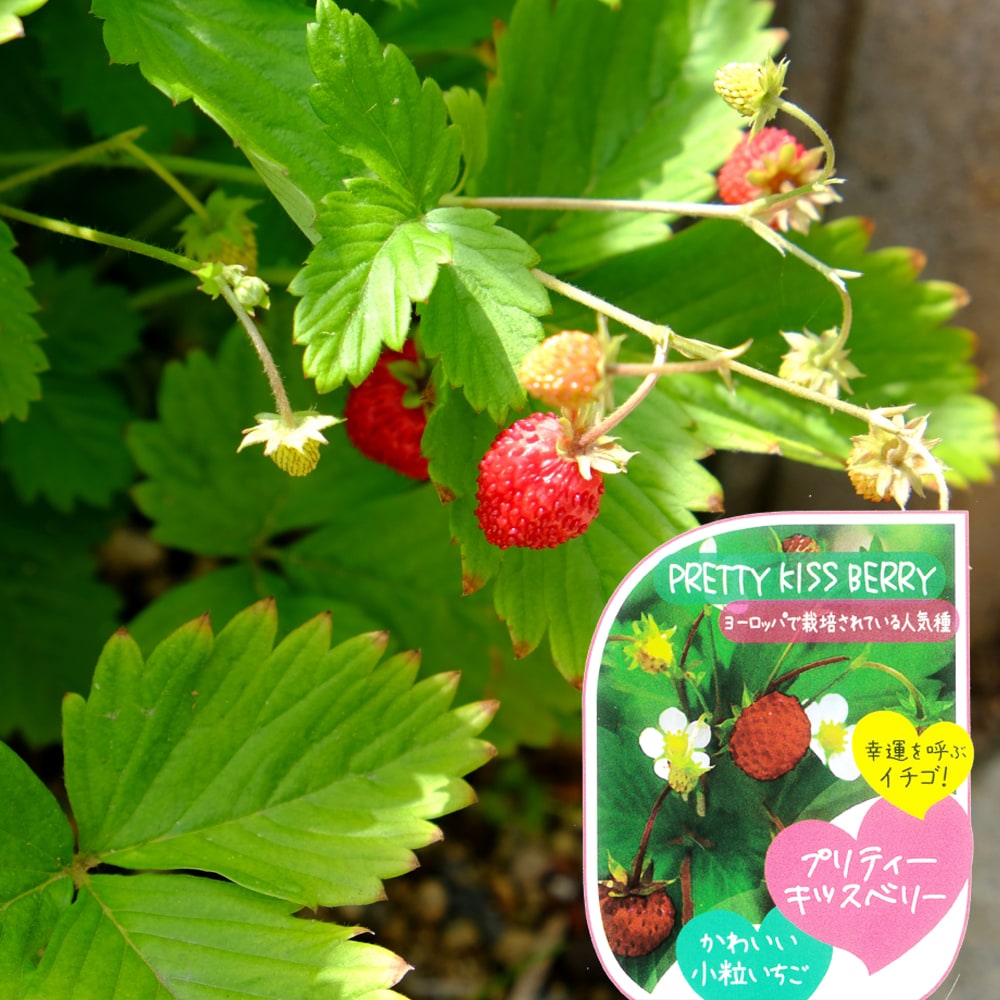 ワイルドストロベリー キッスベリー プリティー 2