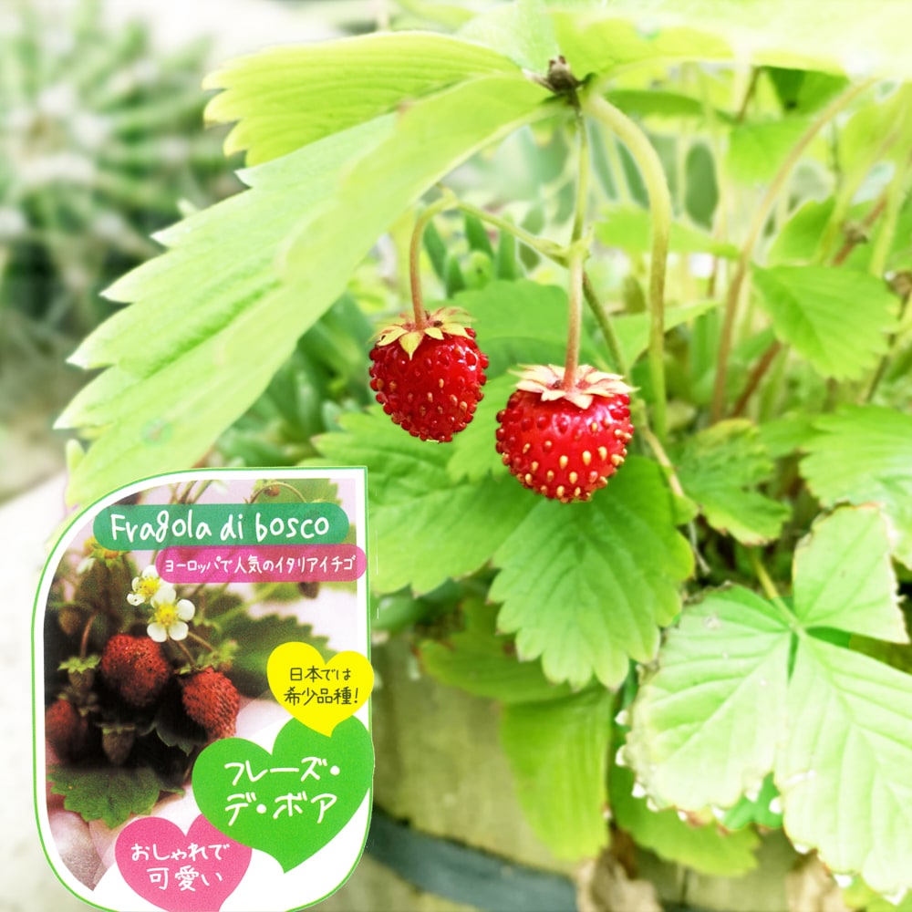 ワイルドストロベリー キッスベリー フレーズ デ ボア 2