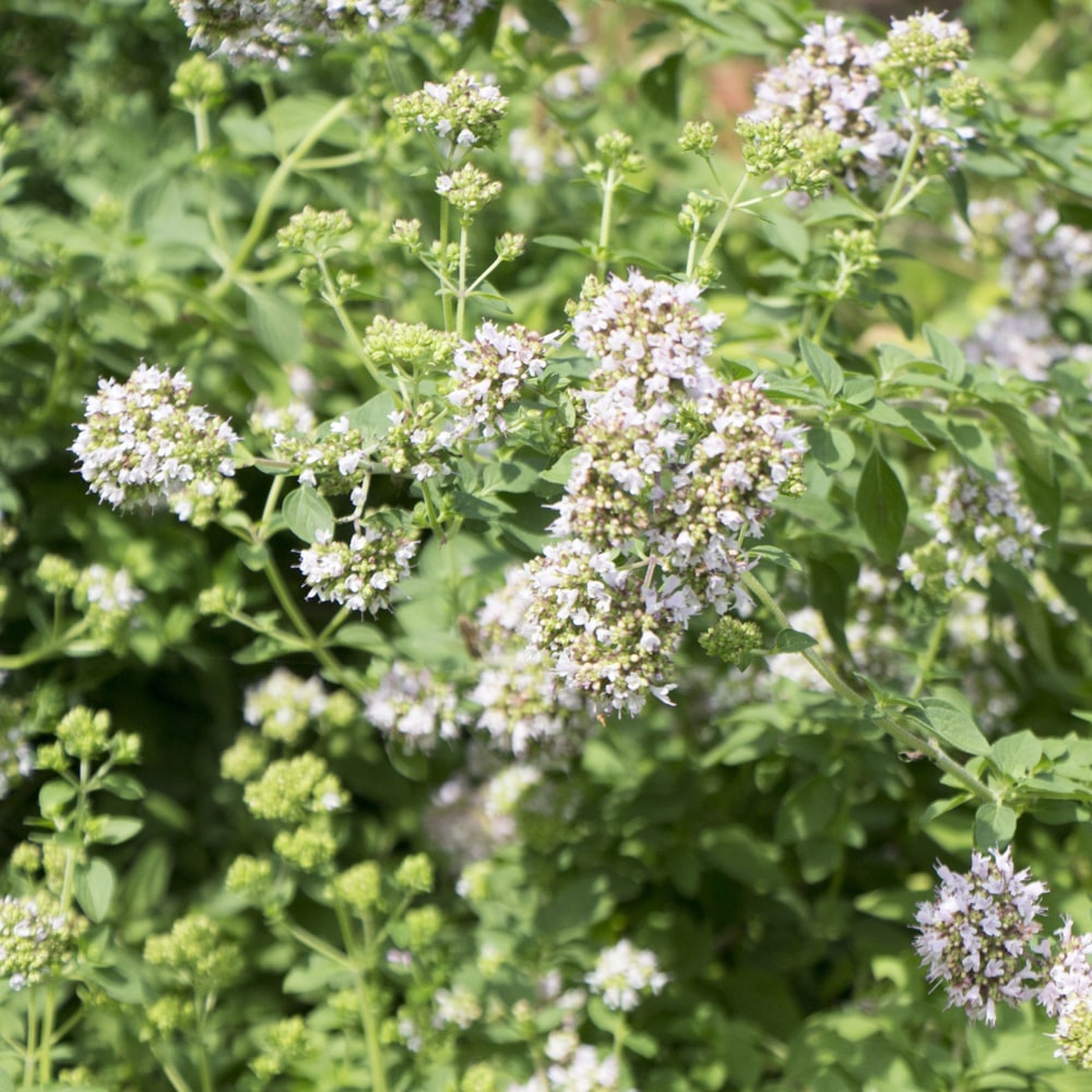 セロリ スープセロリ 1