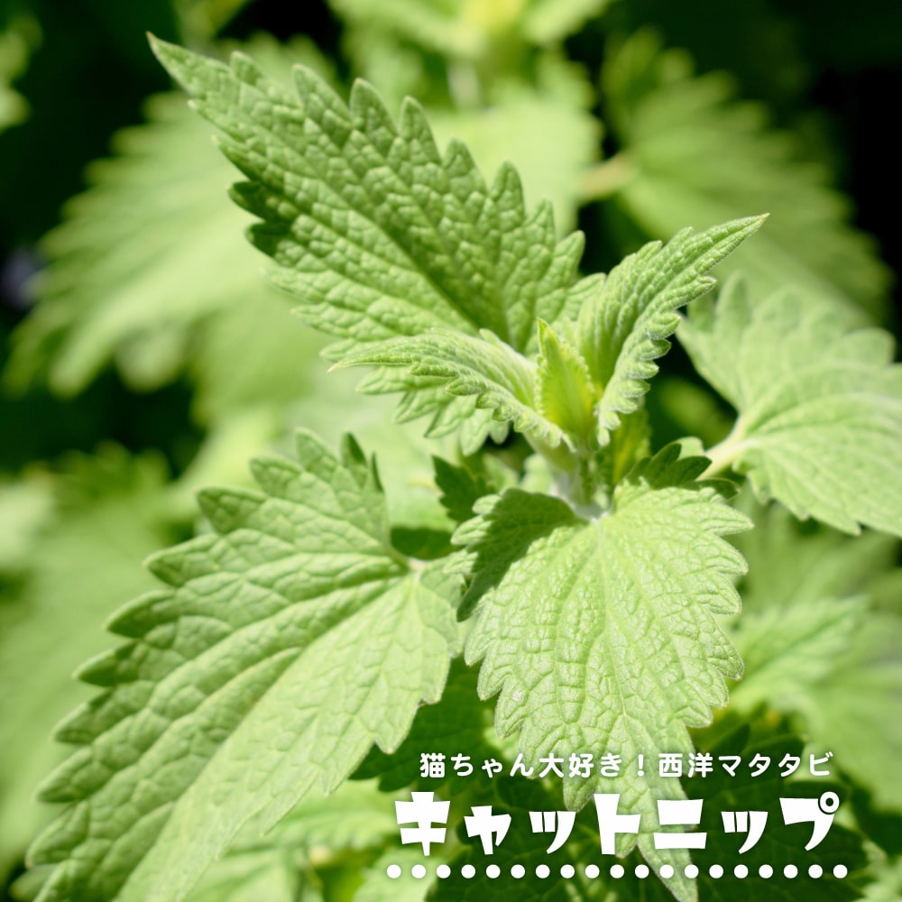 キャットニップ キャットニップ 白花 