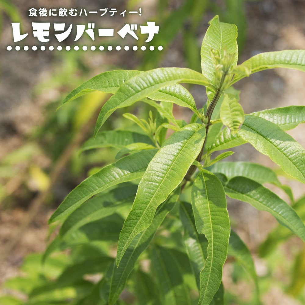 レモンバーベナ レモンバーベナ 