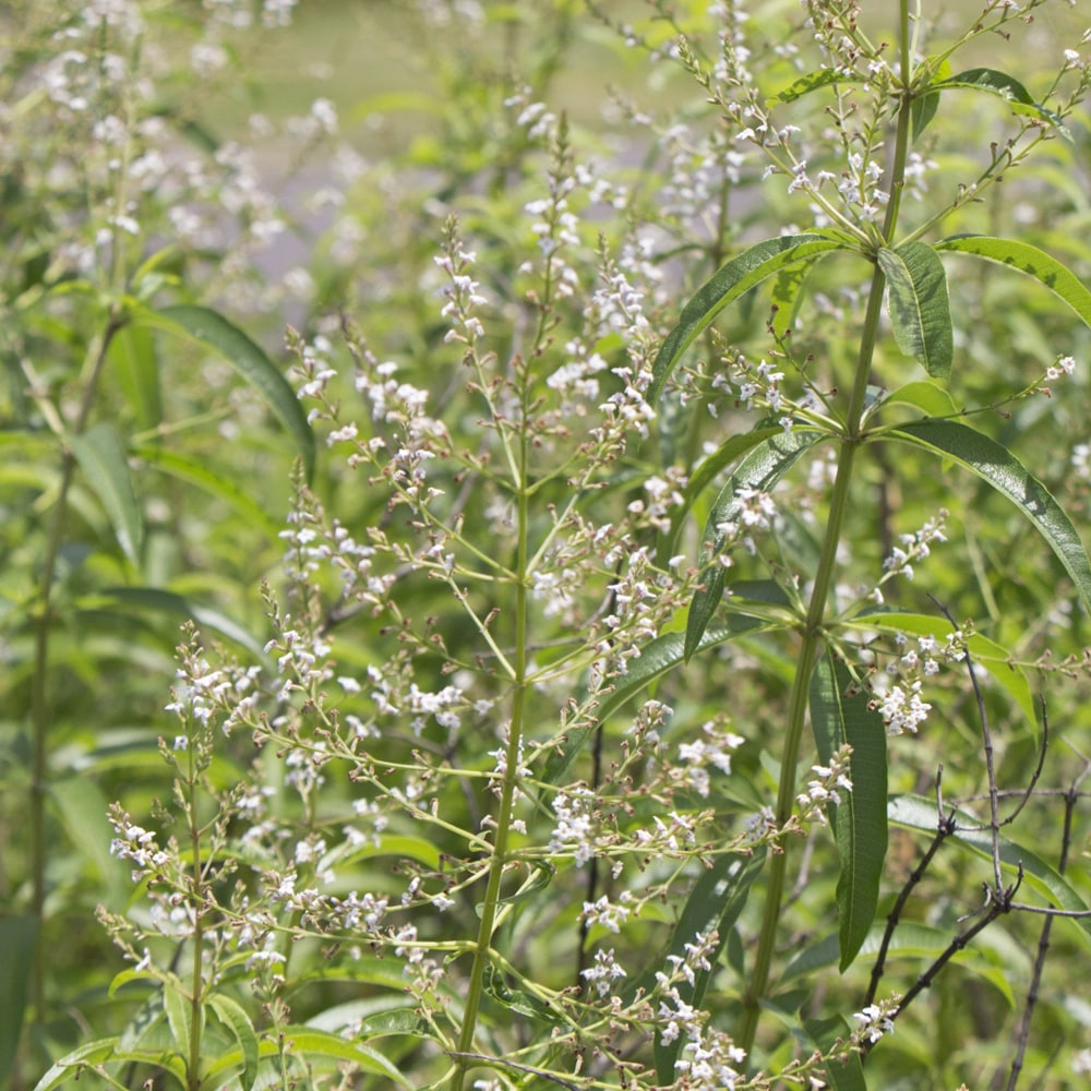 レモンバーベナ レモンバーベナ 1