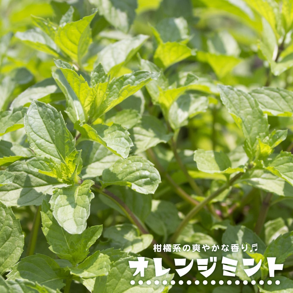 ミント オレンジミント 