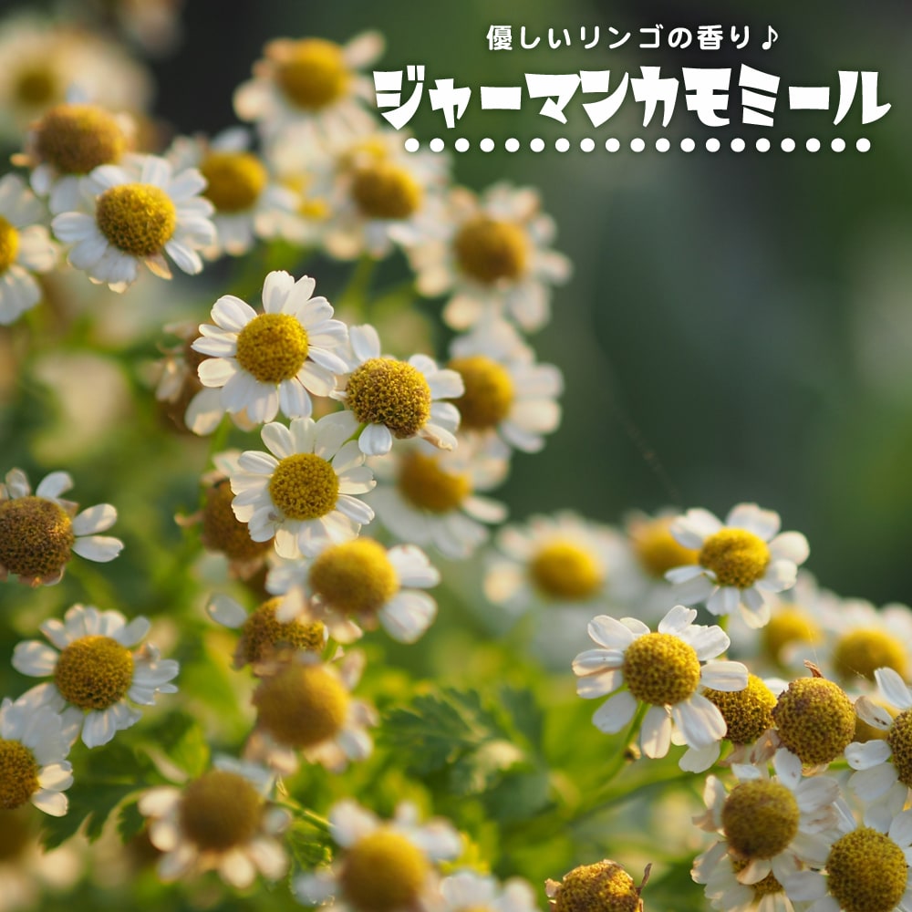 カモミール ジャーマンカモミール 