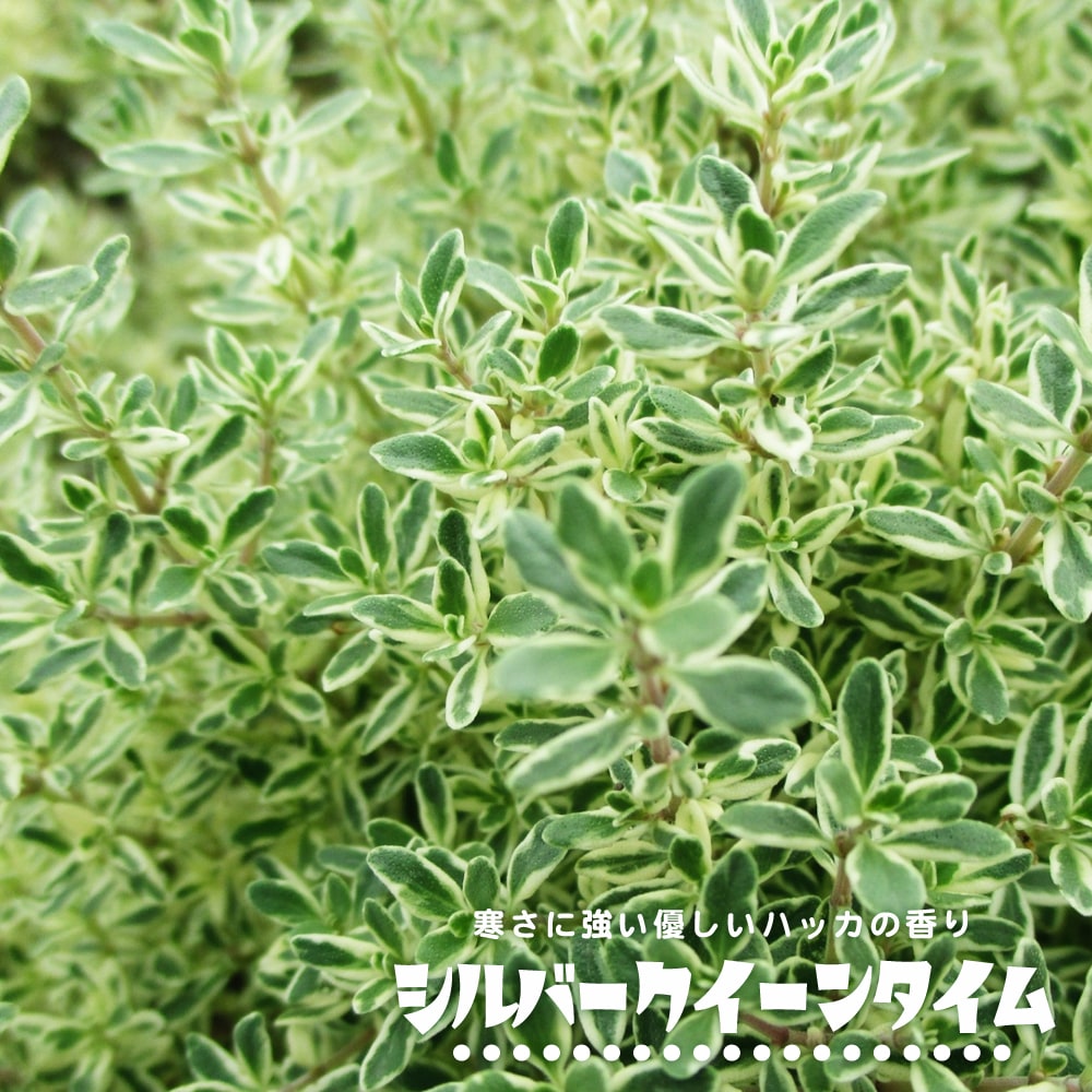 タイム シルバークイーンタイム 