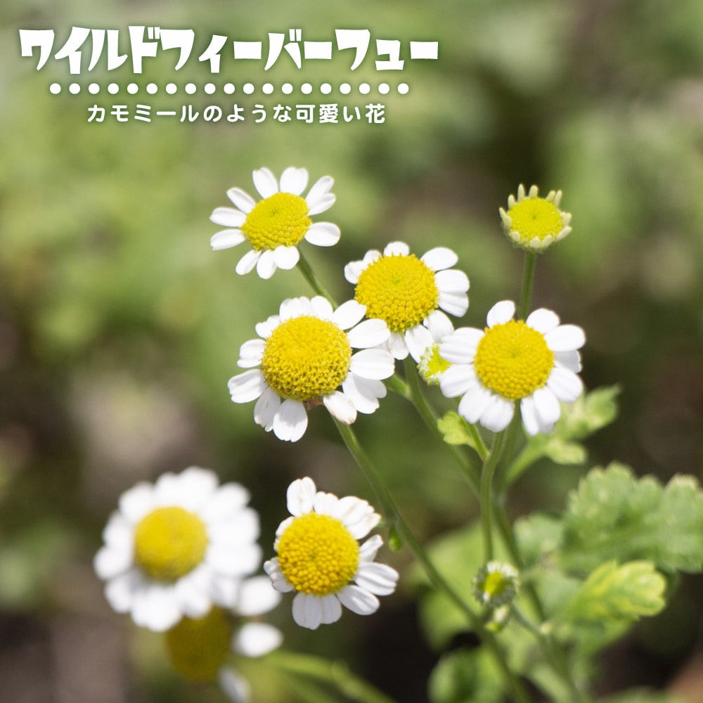 ワイルドフィーバーフュー ワイルドフィーバーフュー 