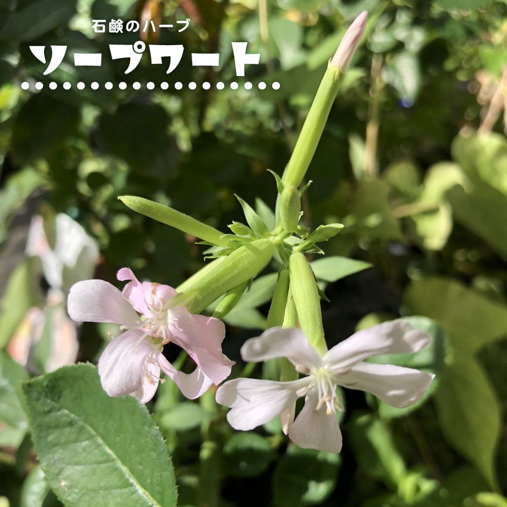 ソープワート ソープワート 