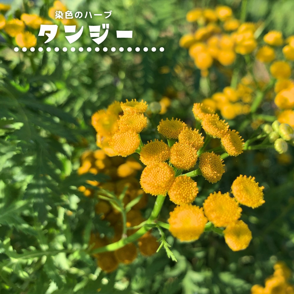 タンジー タンジー 