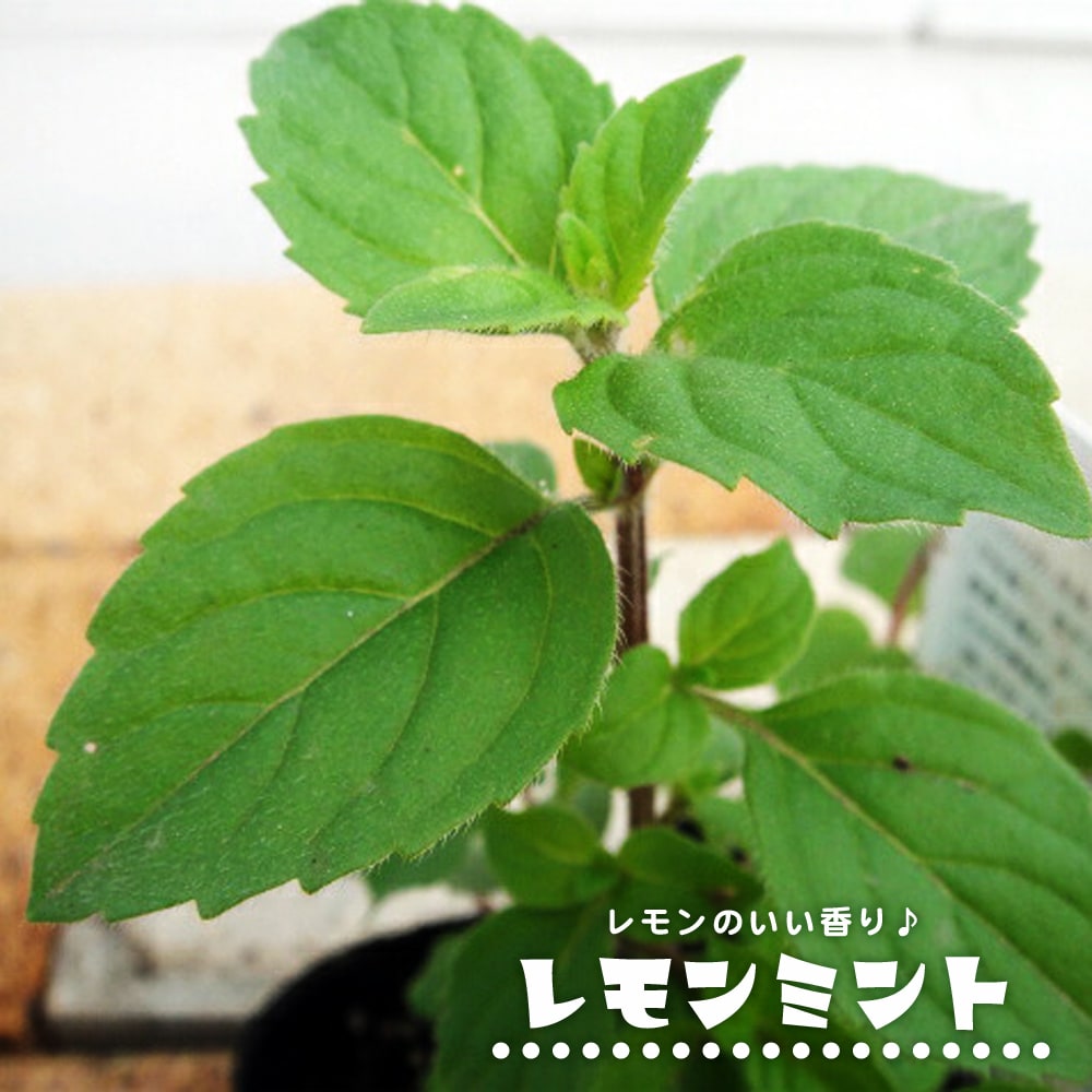 ミント レモンミント 