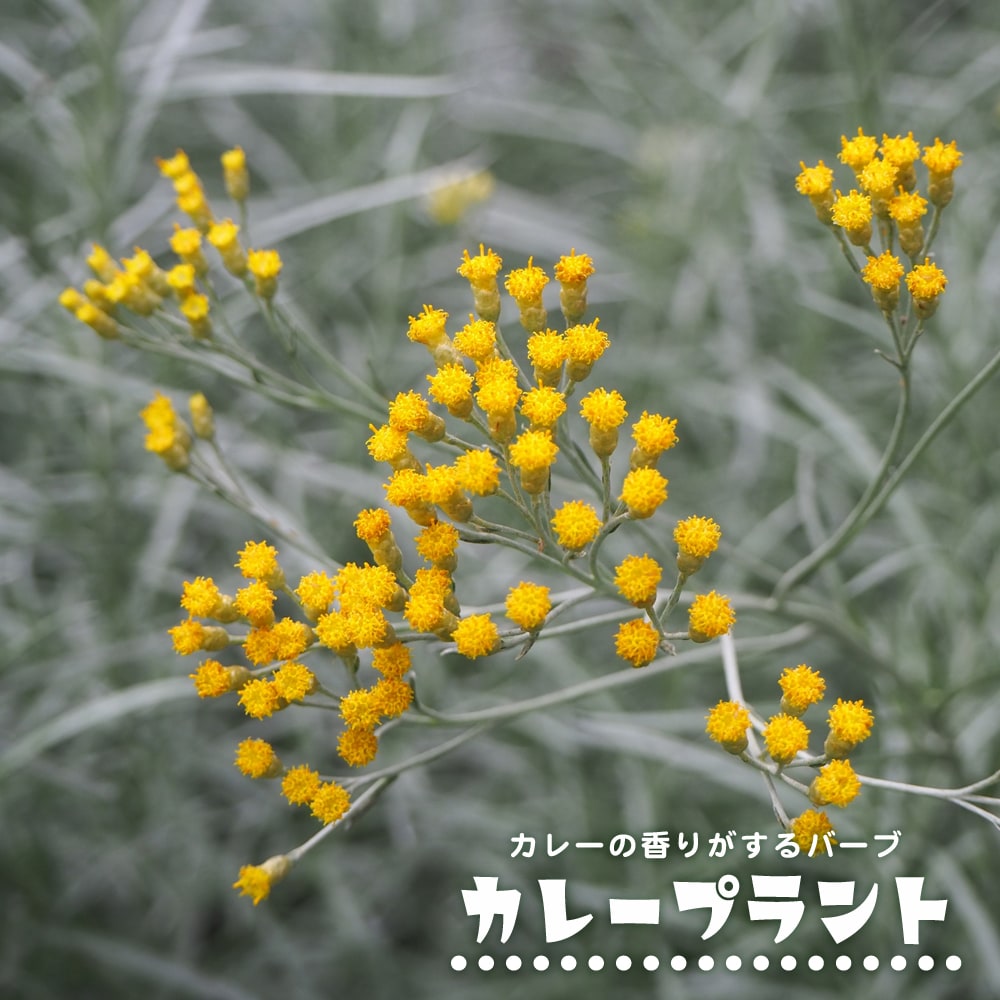 カレープラント カレープラント 